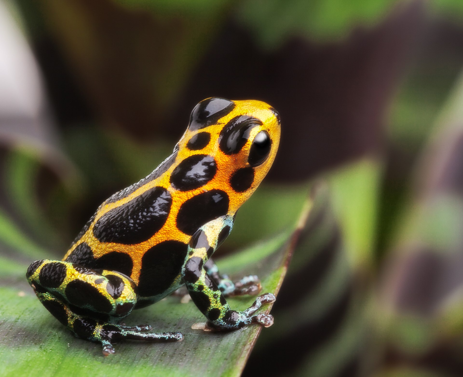 A brightly colored poison dart frog with vivid yellow and black patterns sits on a green leaf against a blurred natural background.