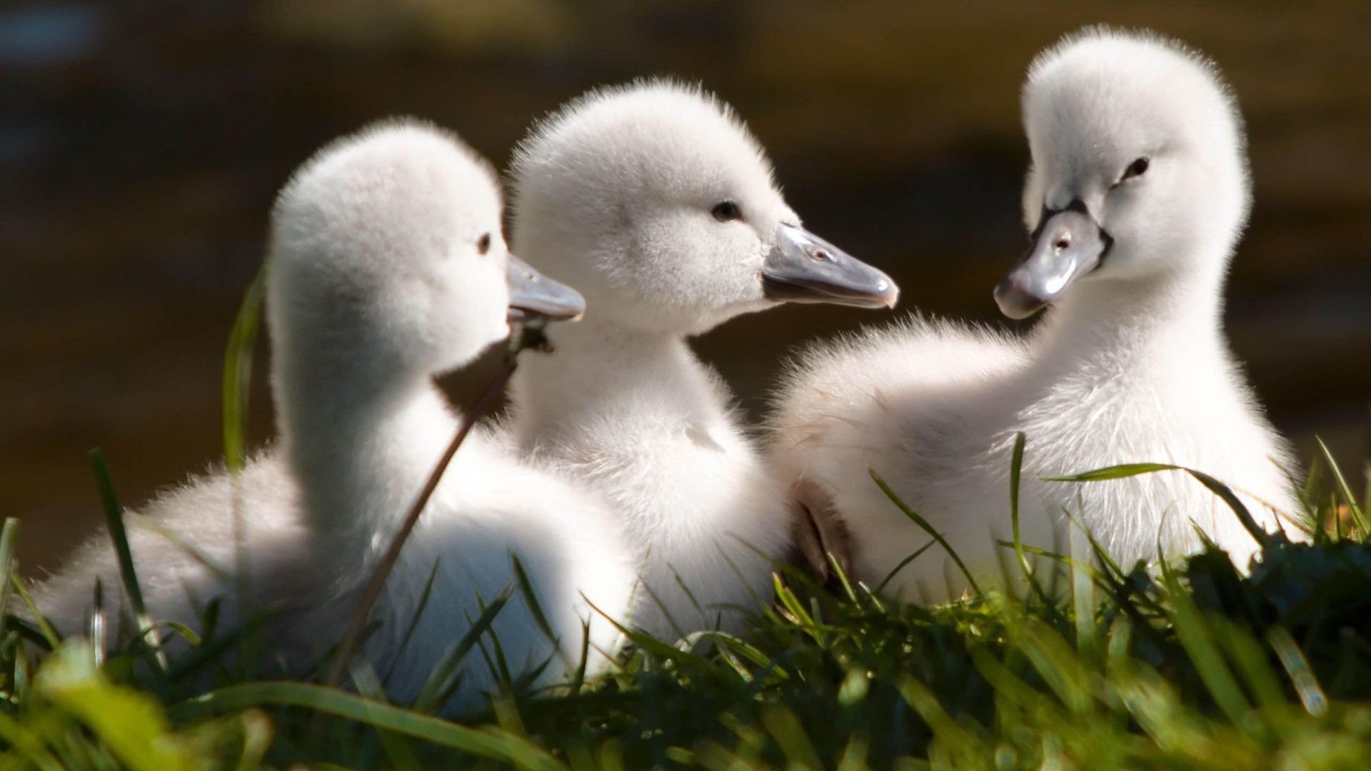 Download Animal Swan Image