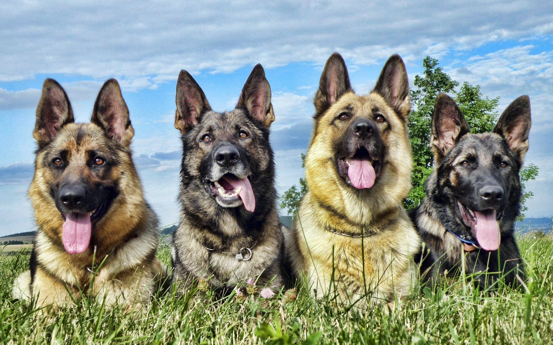 Four German shepherds panting with tongues out, lined up in green grass beneath a bright blue sky.