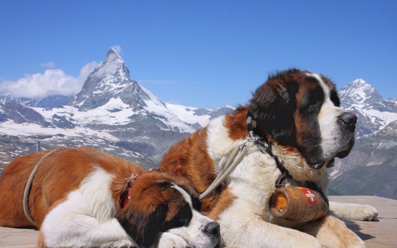 Animal St. Bernard Image