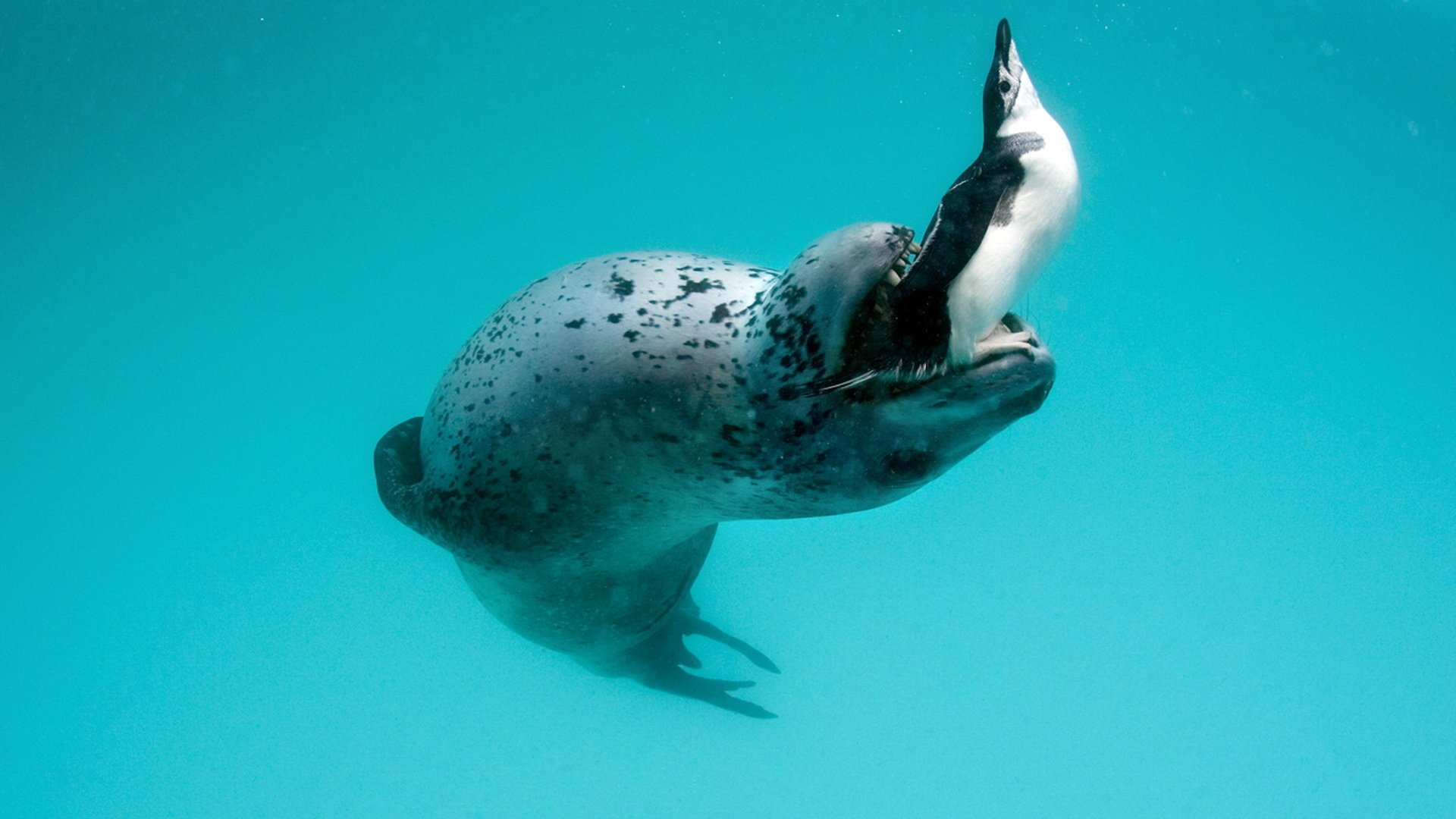 Animal leopard seal Image