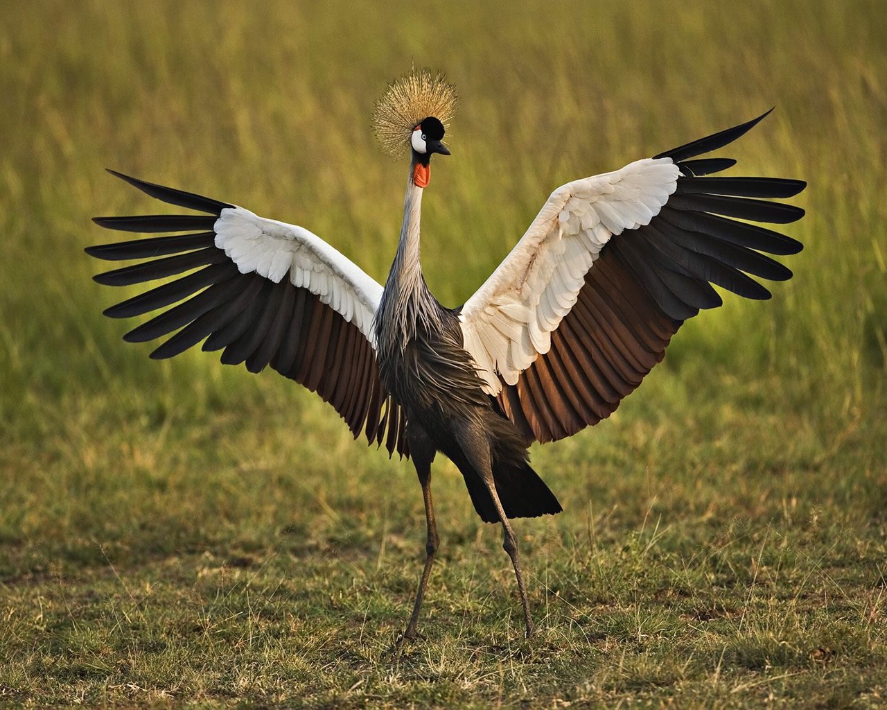 Animal Grey crowned crane Crane (bird) Image