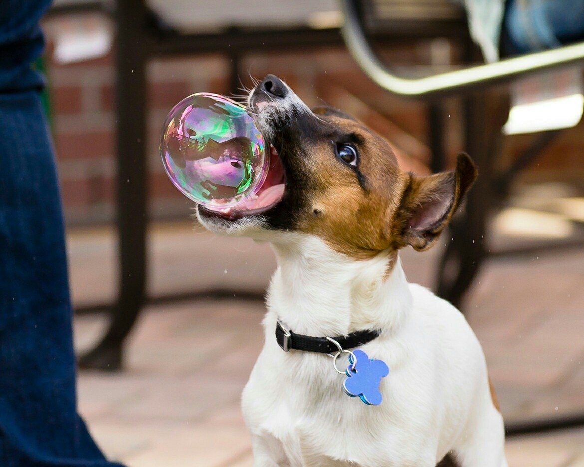  Puppy Eating a Bubble