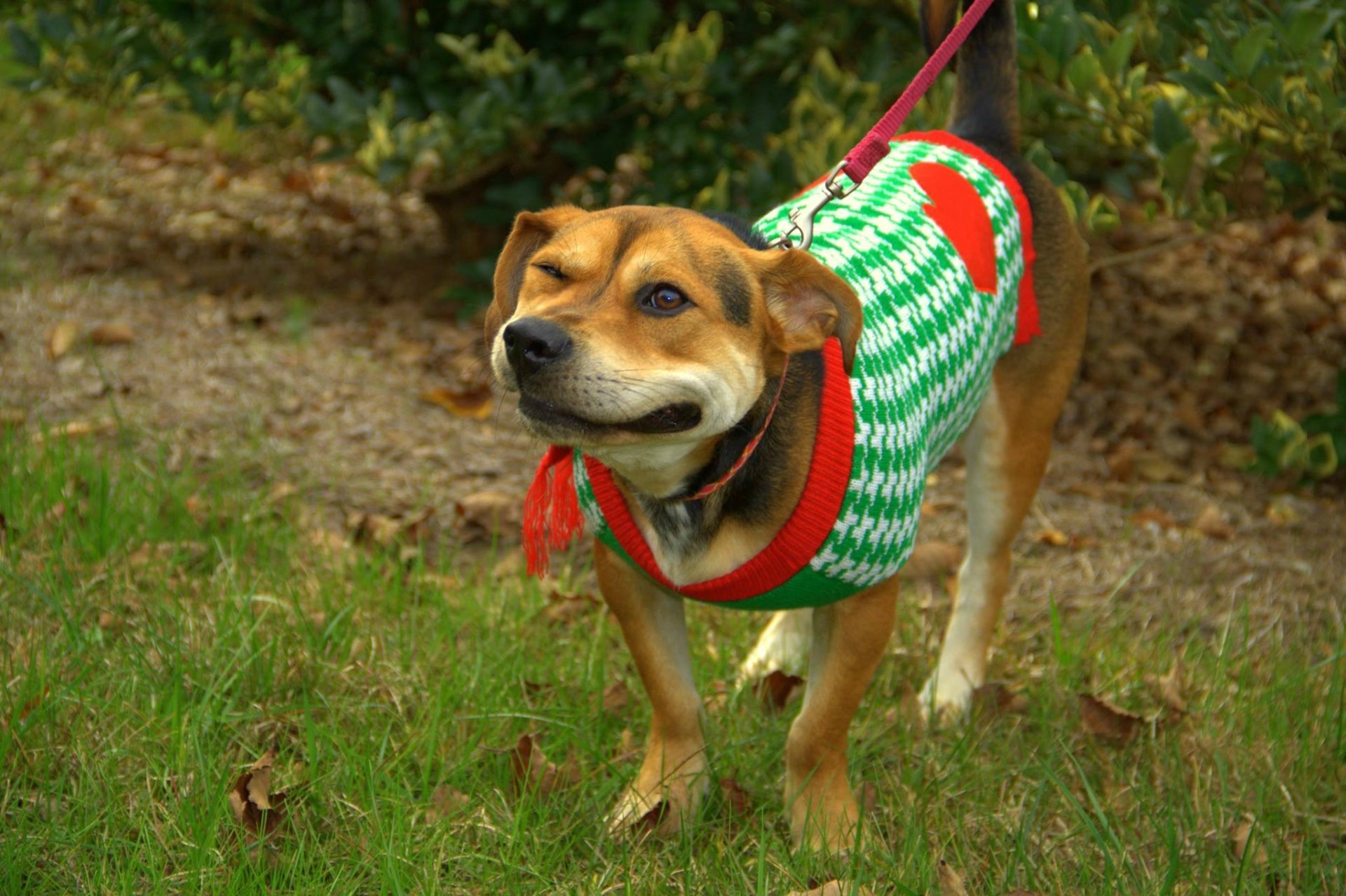 A cute dog wearing a green and red holiday sweater stands on grass with a leash, surrounded by greenery.