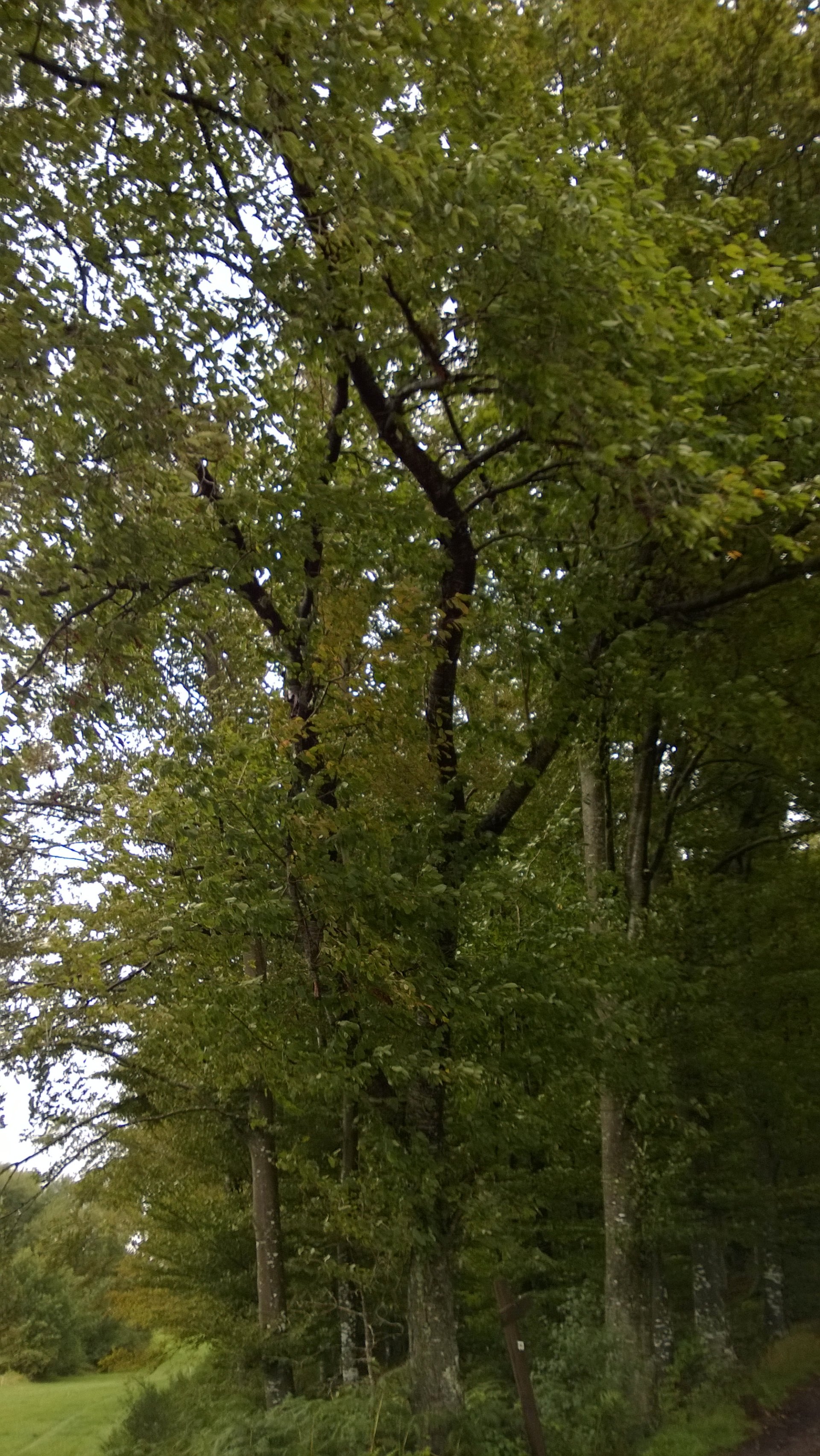 Lush green trees tower in a serene forest, their leaves rustling gently in the breeze, embodying the tranquility of nature.