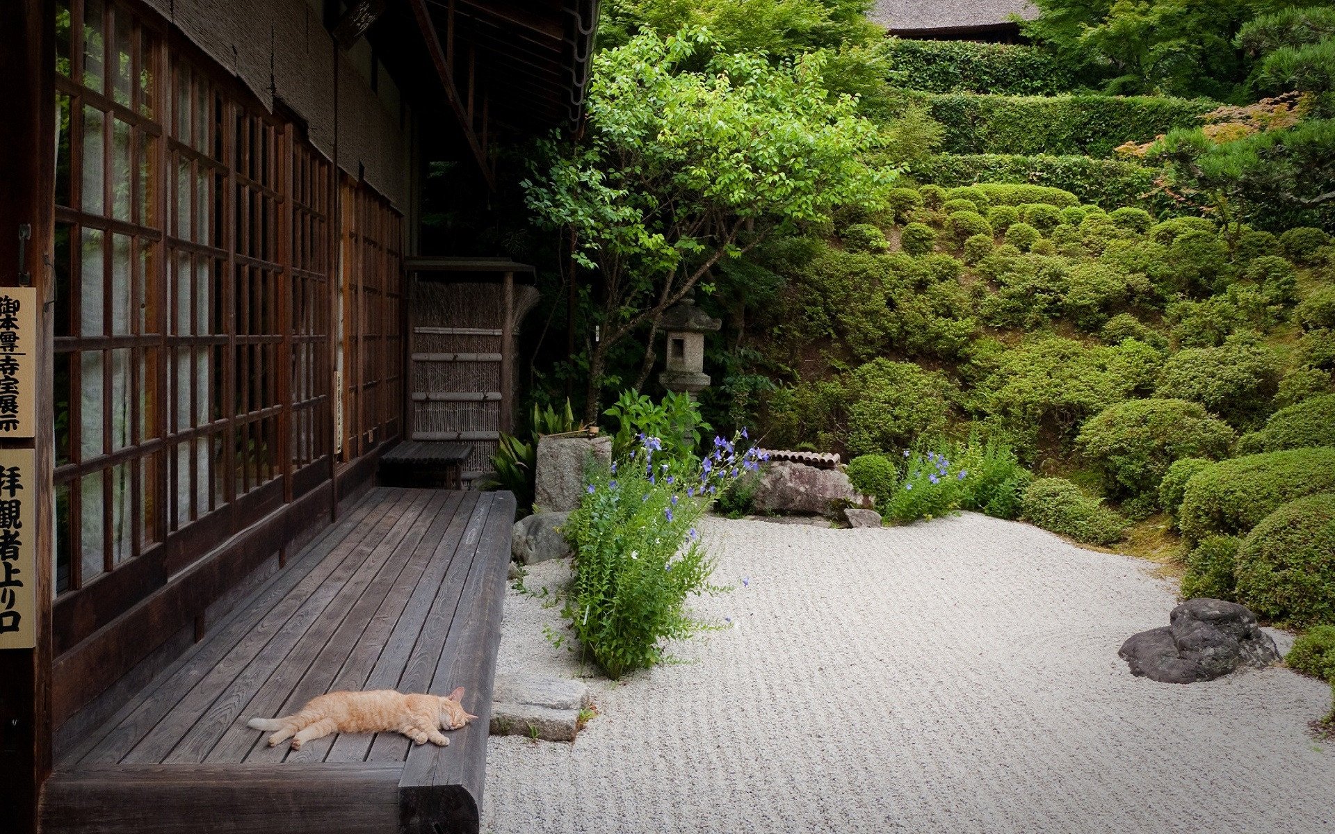 A cat rests on the wooden veranda of a traditional Japanese garden, surrounded by manicured shrubs and peaceful greenery.