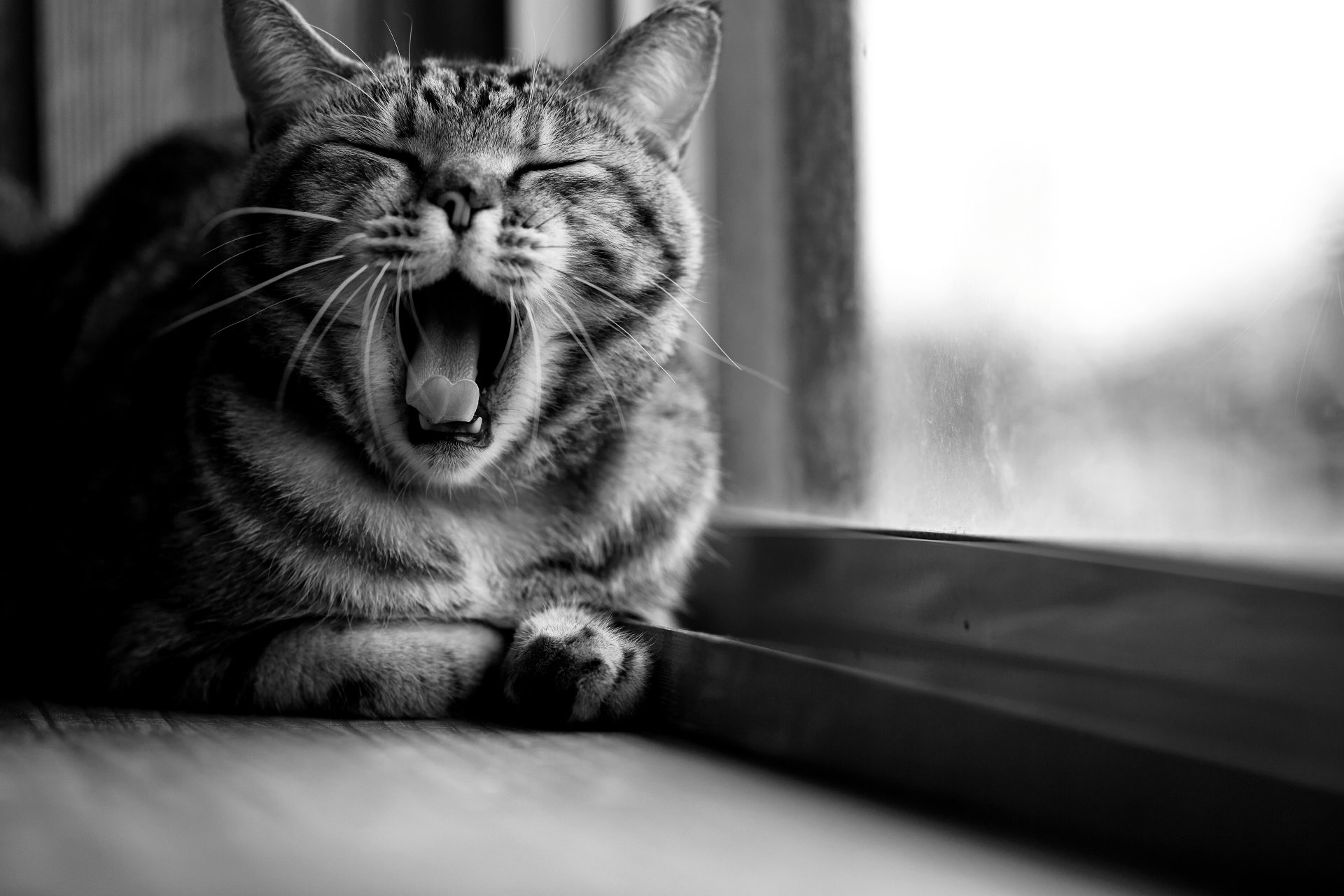A black and white photo of a cat yawning while lying next to a window.