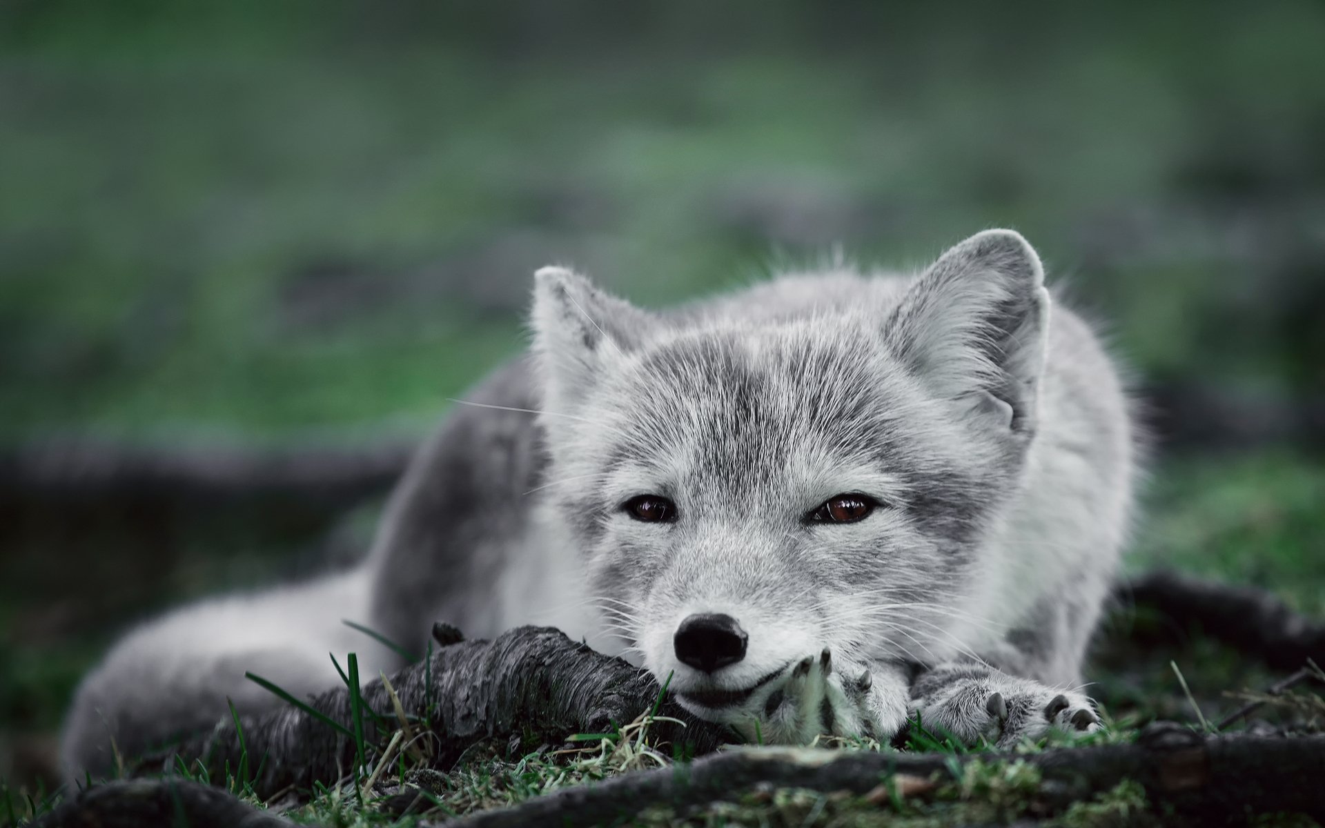 Download Animal Arctic Fox Image