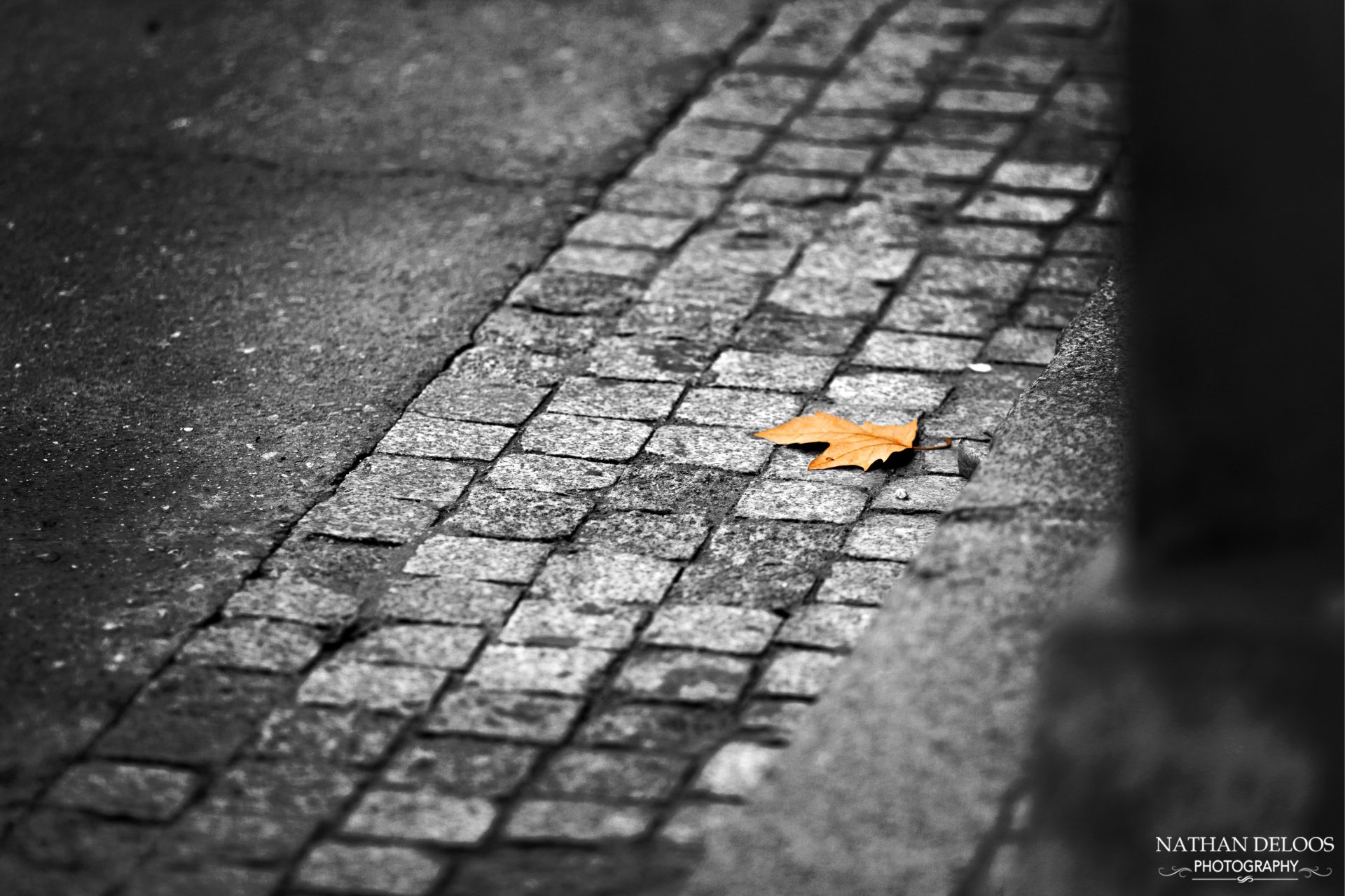 A nature scene showing a solitary orange leaf lying on a cobblestone path, the surrounding street rendered in black and white.
