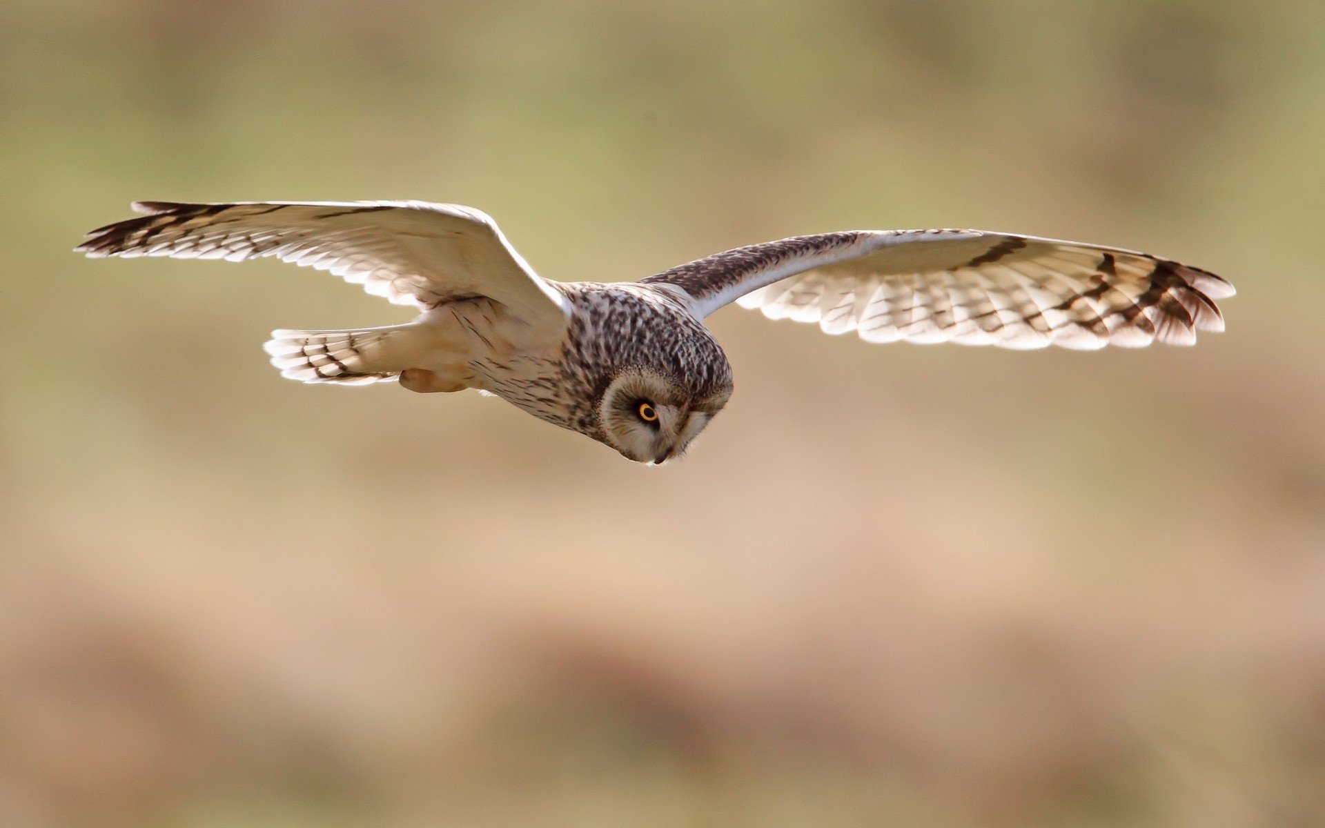 Download Animal Owl Image