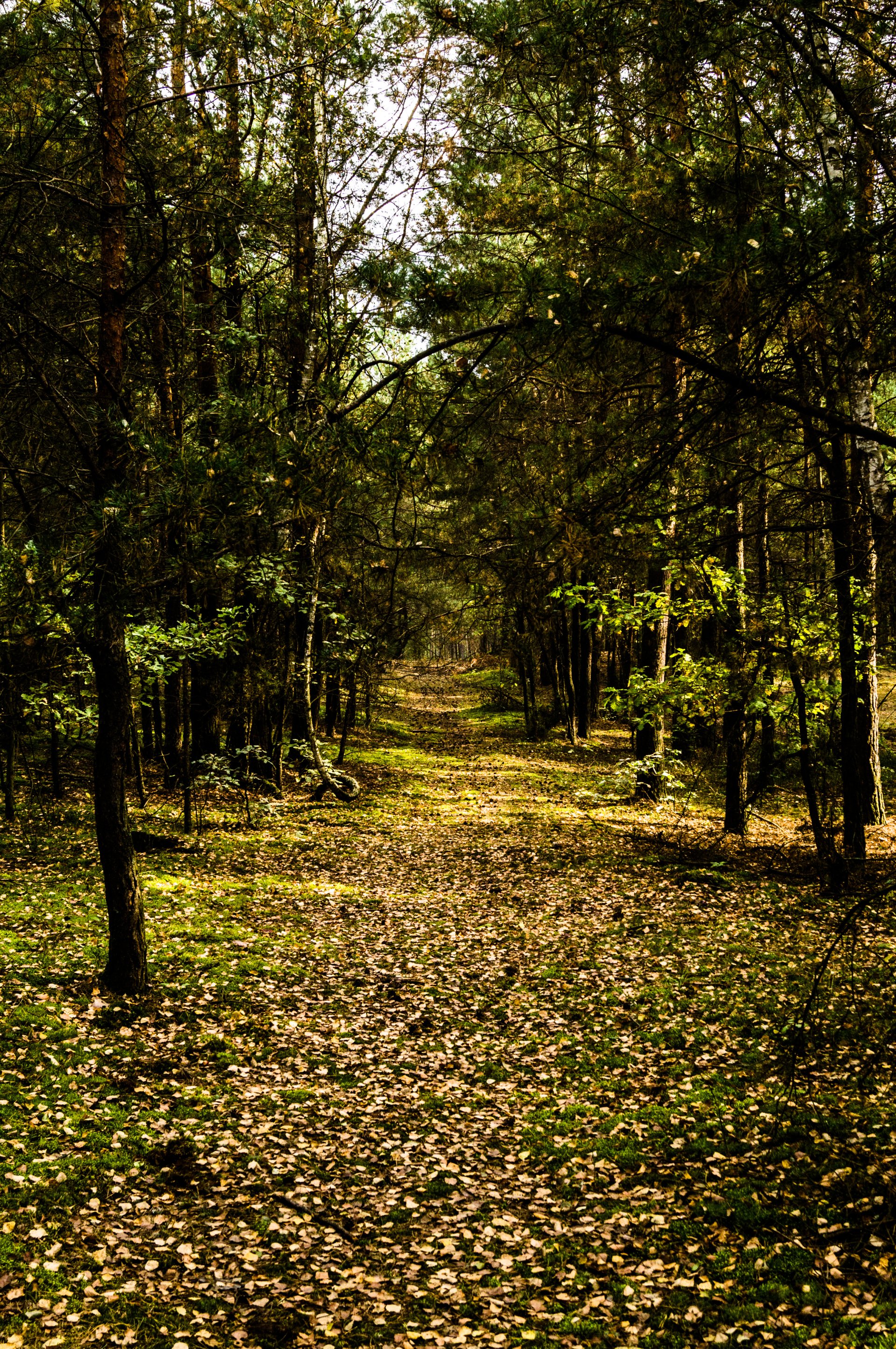 Leaf-strewn path winding through a shaded forest, autumn colors carpeting the nature trail beneath a green canopy.