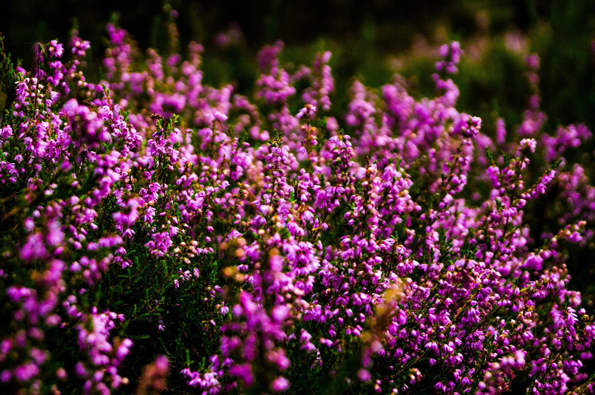 Close-up of dense pink flowers carpeting a sunlit nature scene