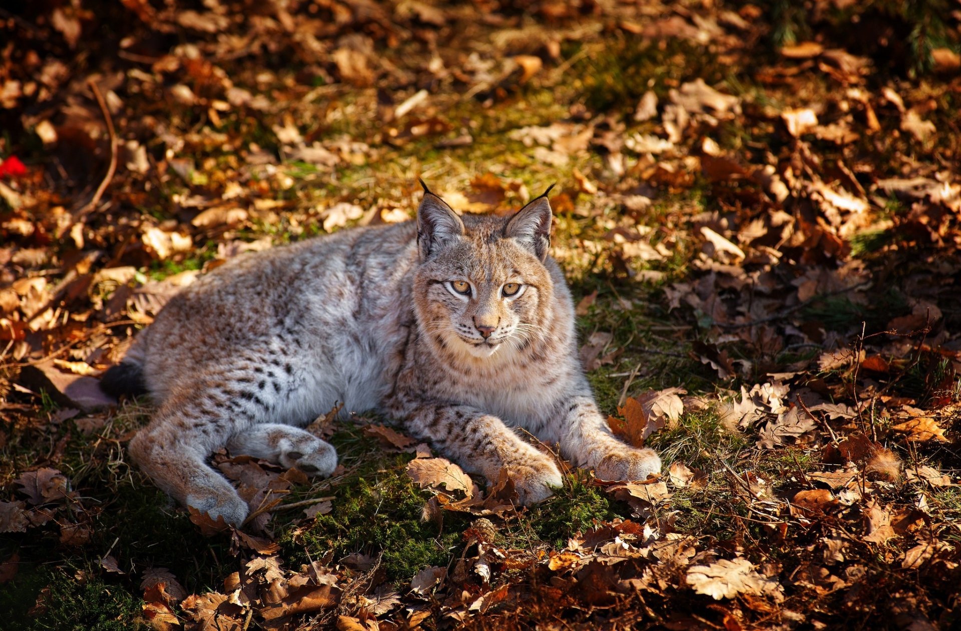 leaf fall Animal lynx Image