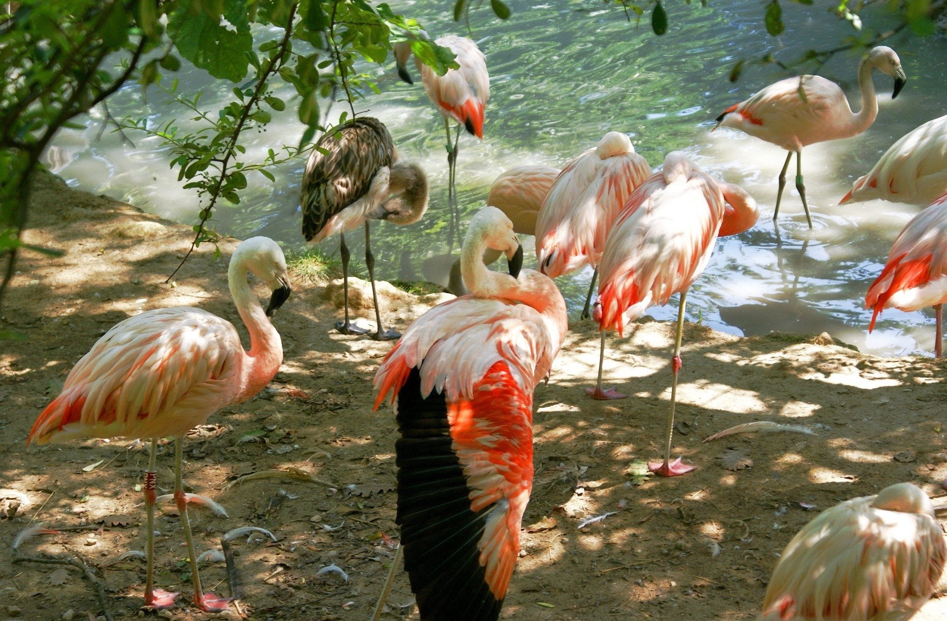 Animal flamingo Image