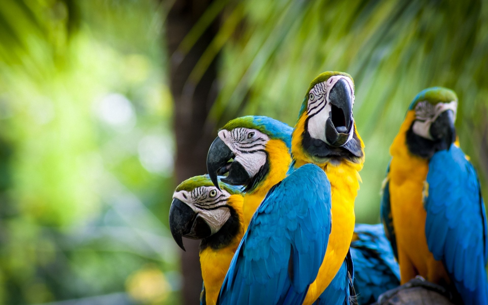 A group of vibrant blue-and-yellow macaw birds perched closely together against a blurred natural green background.