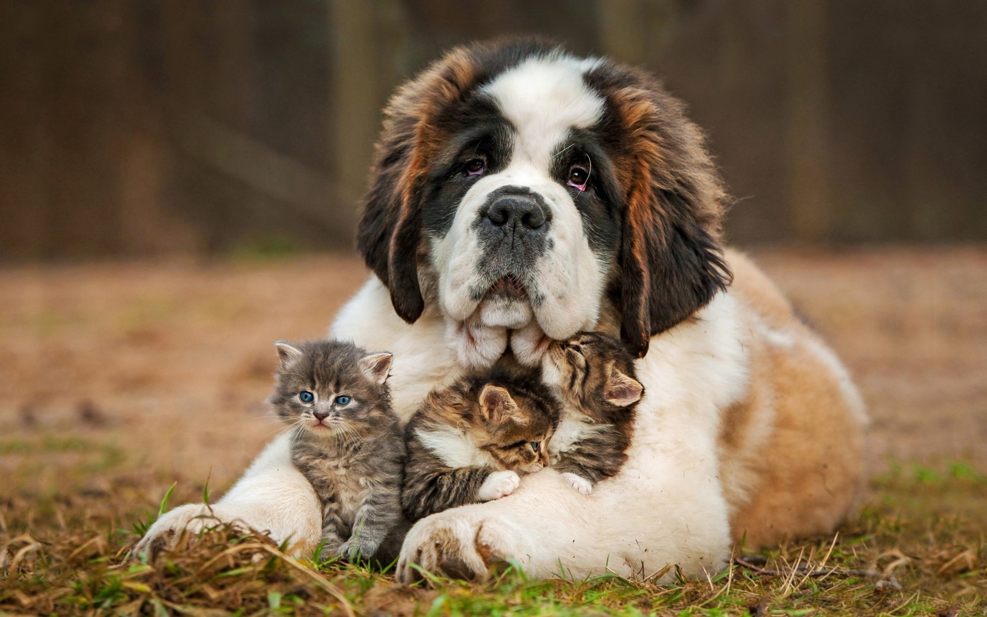 A fluffy St. Bernard puppy gently cuddles two playful kittens in a soft outdoor setting, showcasing the adorable bond between these cute animals.