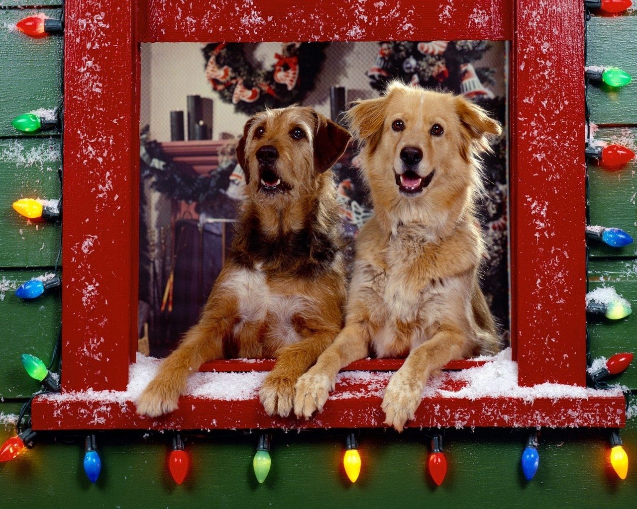 Two cute dogs peek out a snowy window framed with colorful Christmas lights, with festive holiday decorations visible inside.