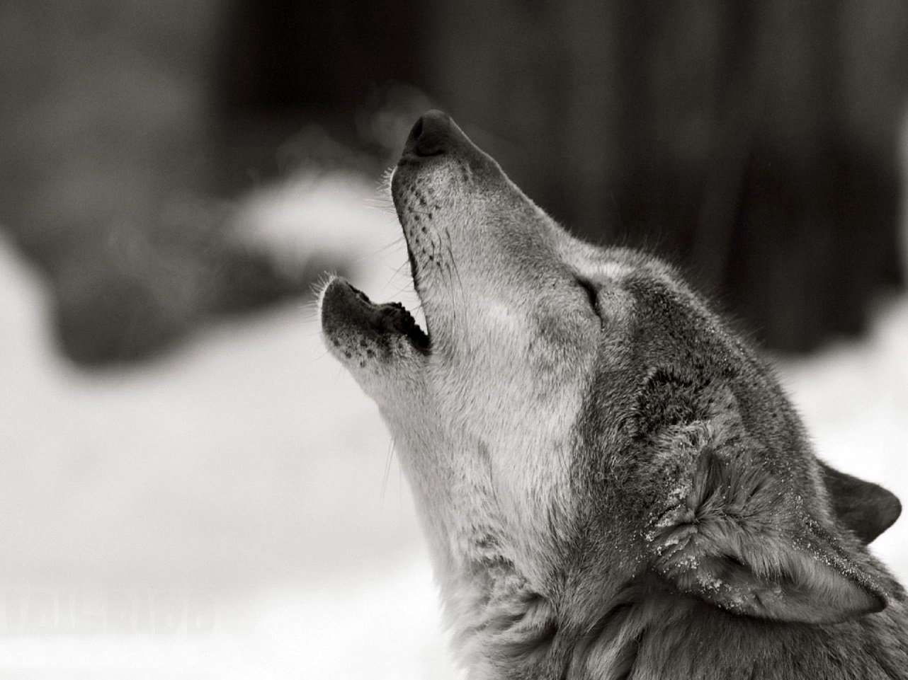 Black and white image of a wolf howling with its head tilted back, capturing the raw emotion of the wild animal.