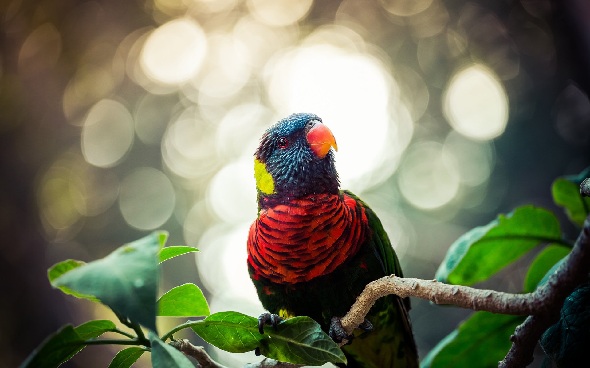 Download Nature Bird Animal Rainbow Lorikeet Image