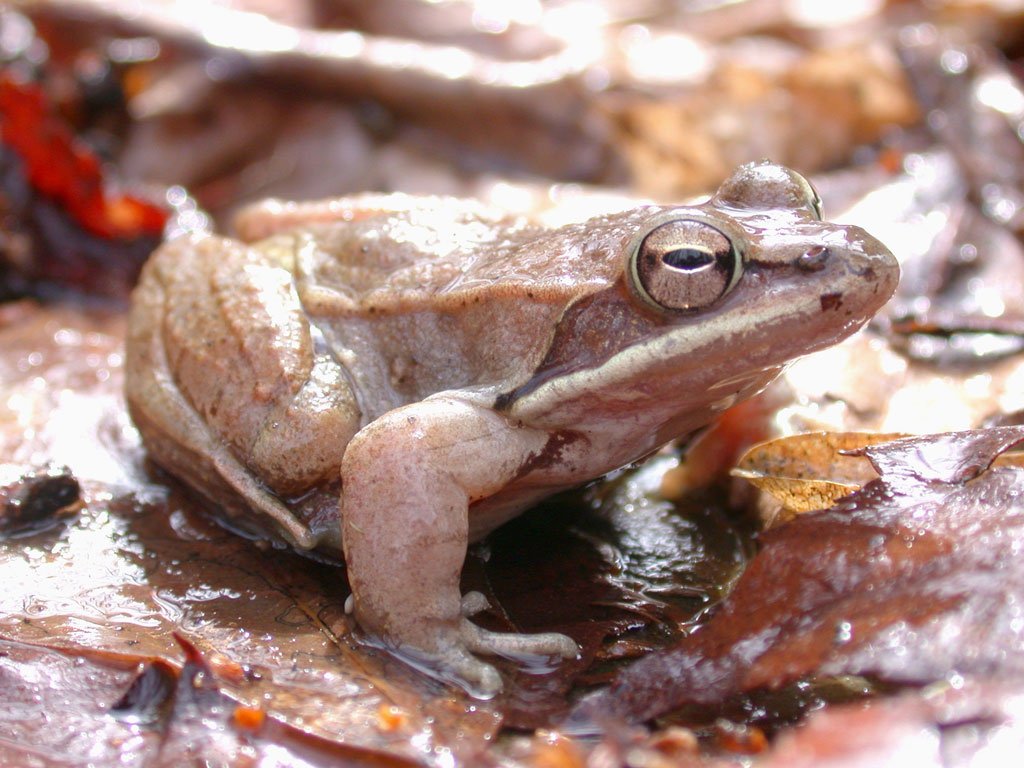 Frog Image - ID: 275957 - Image Abyss
