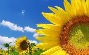 Preview Flowers