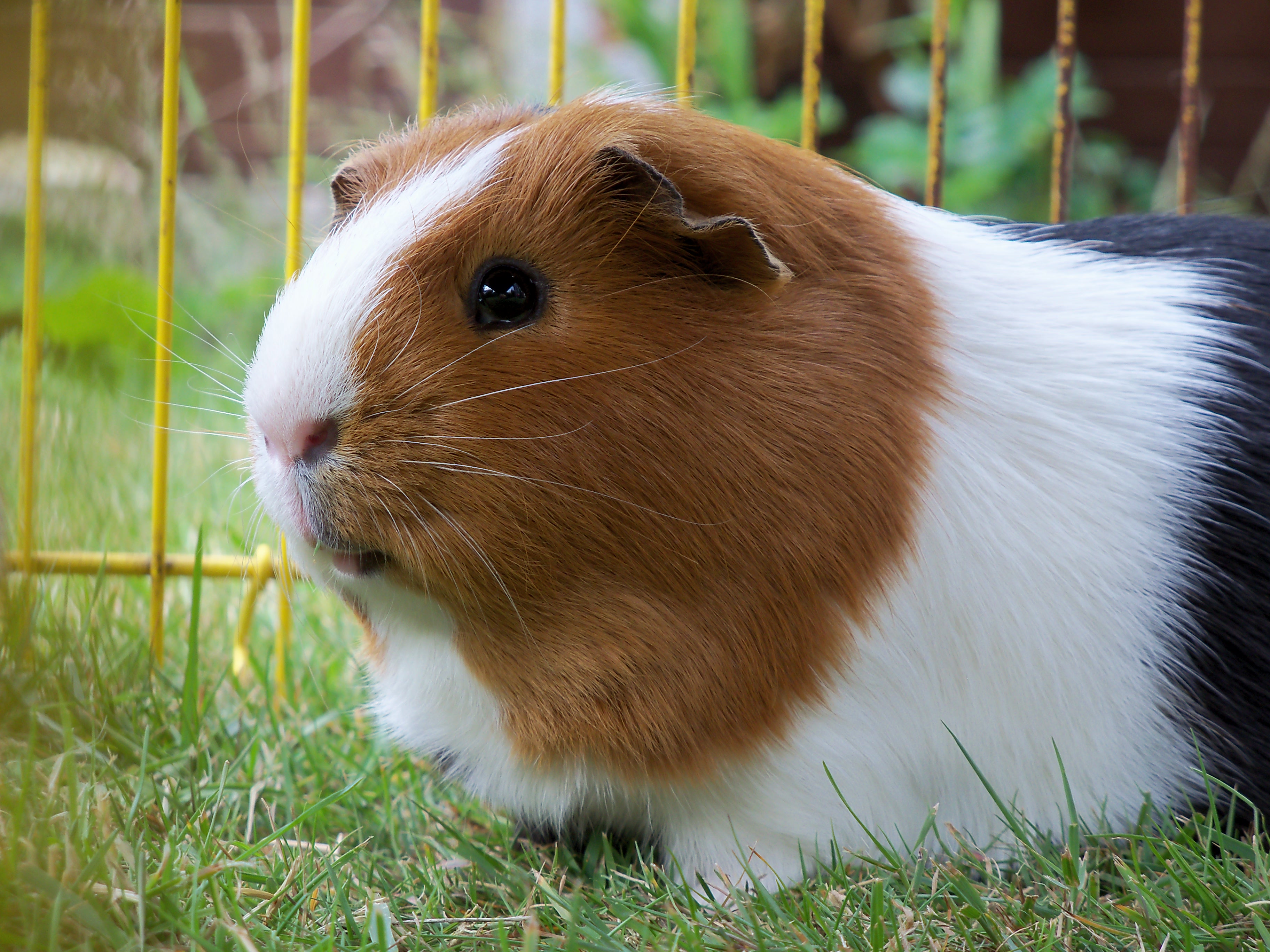 View, Download, Rate, and Comment on this Guinea Pig Image. image,images,pi...