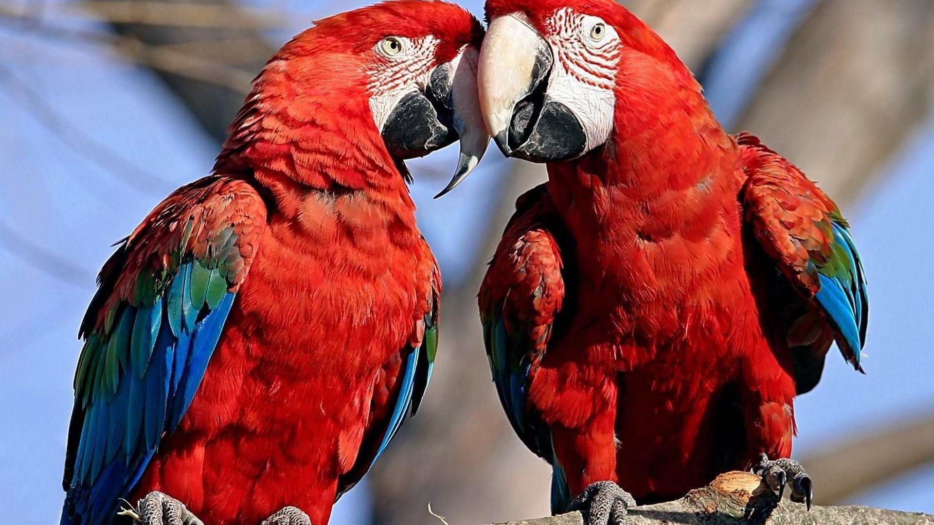 Red-and-green Macaw Picture