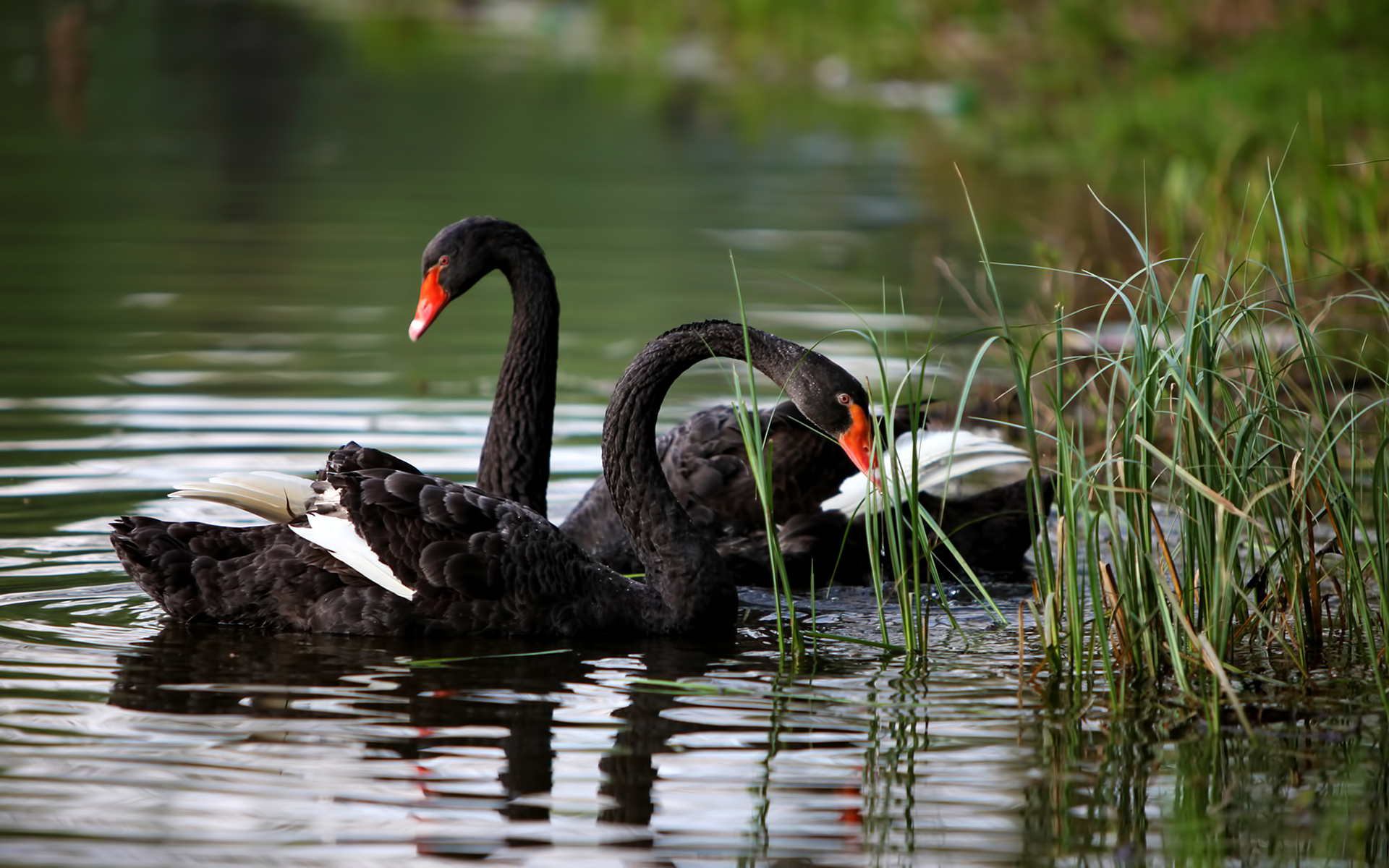 Black Swan Picture Image Abyss