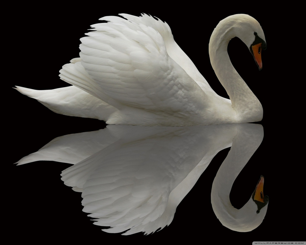 Mute swan Picture