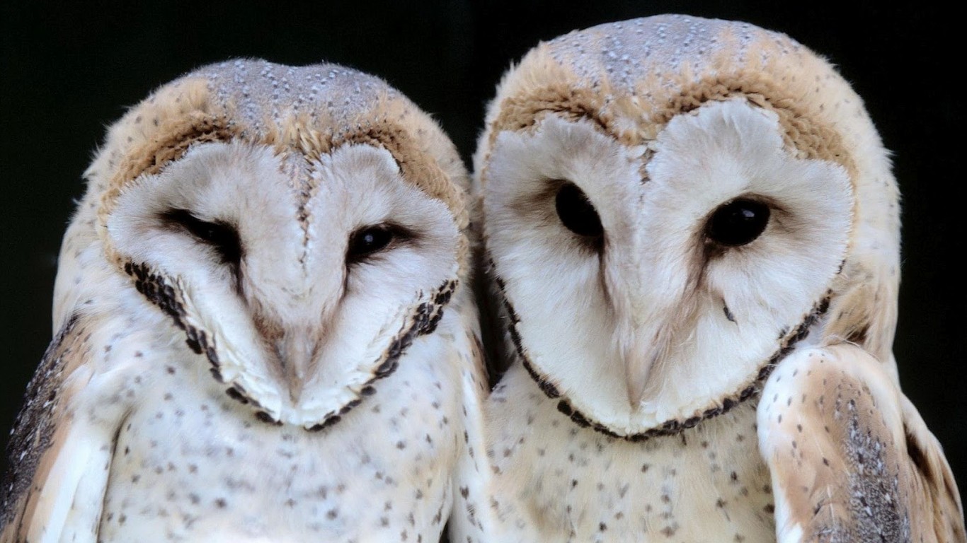 two white owls Image Abyss