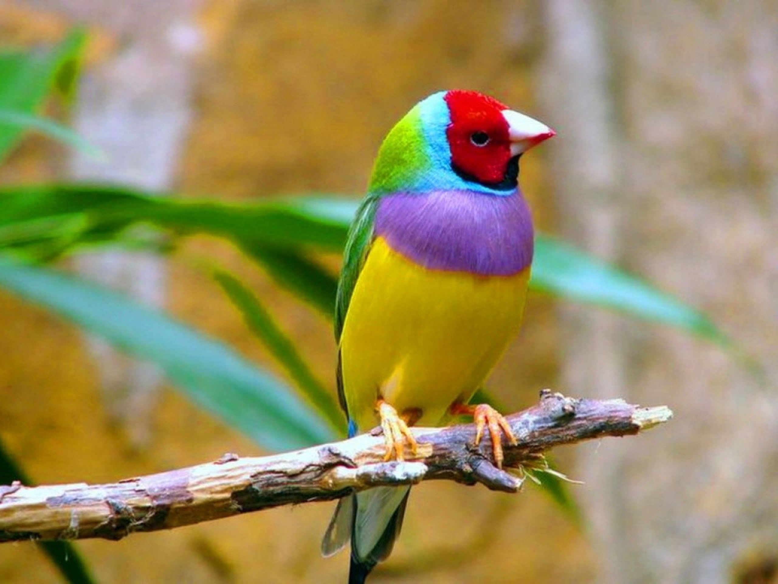 Gouldian Finch Picture