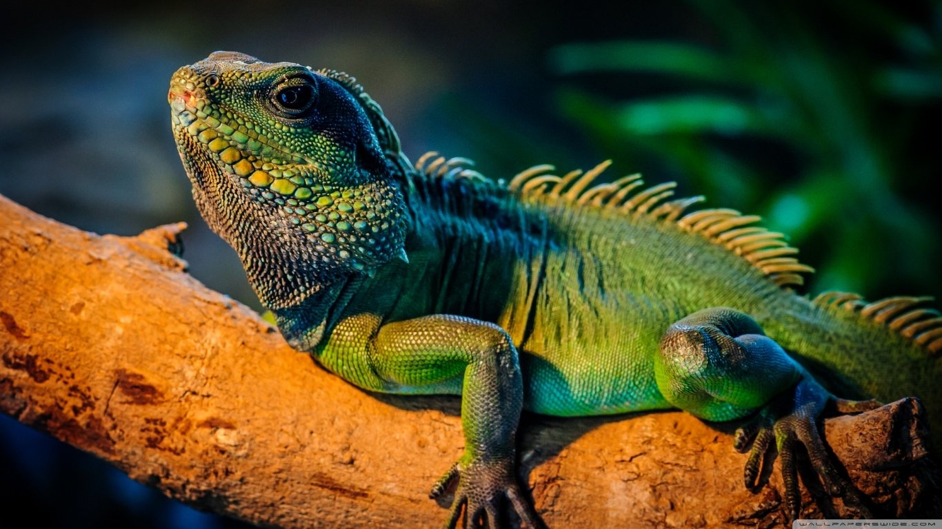 Iguana Image - ID: 276019 - Image Abyss