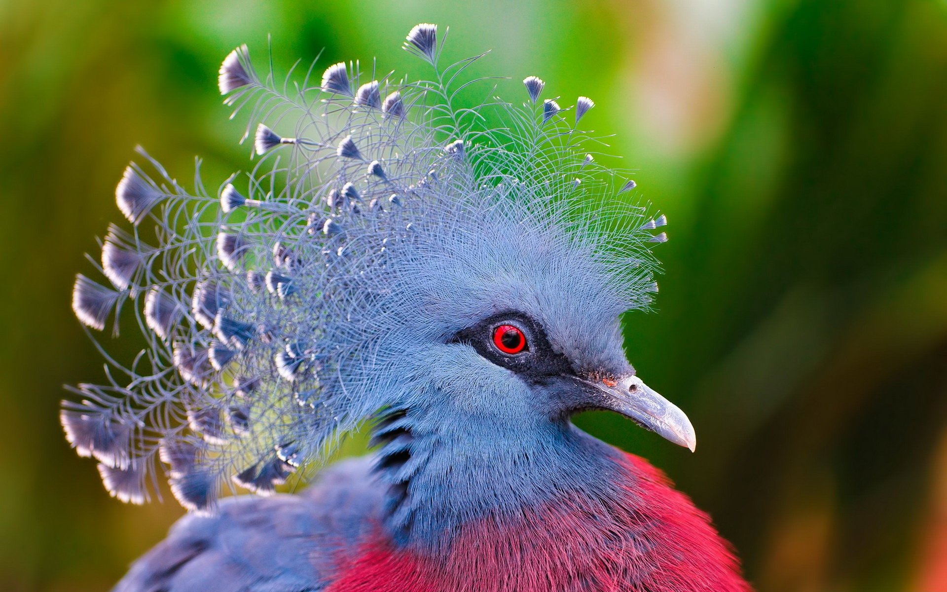 Download Animal Victoria Crowned Pigeon Image