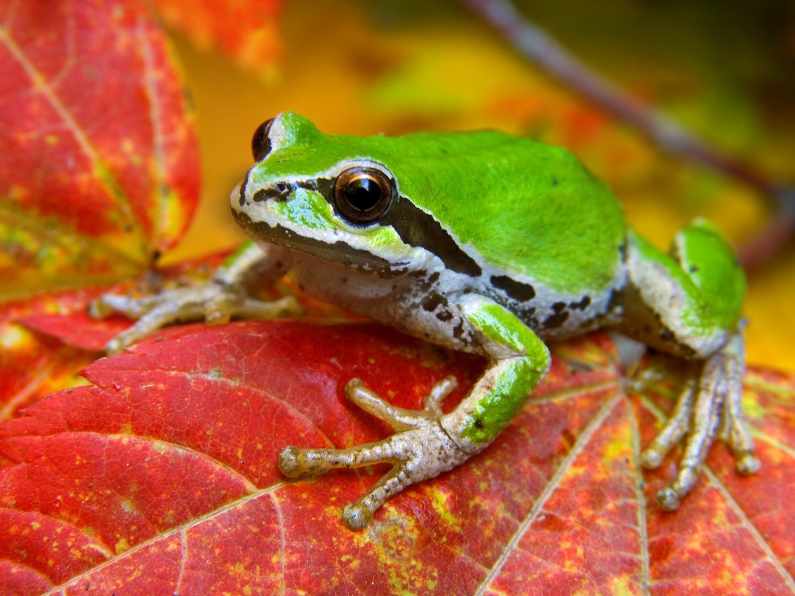 leaf maple leaf Animal frog Image