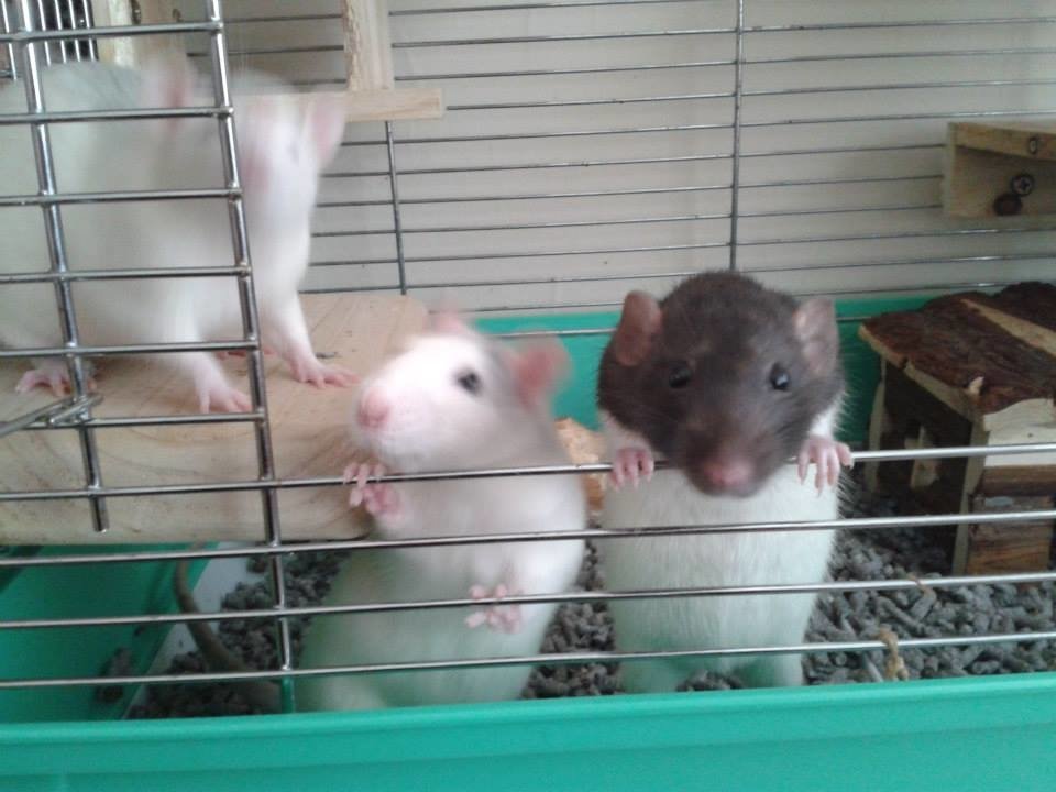 Download Animal Rat Image by MisterInked