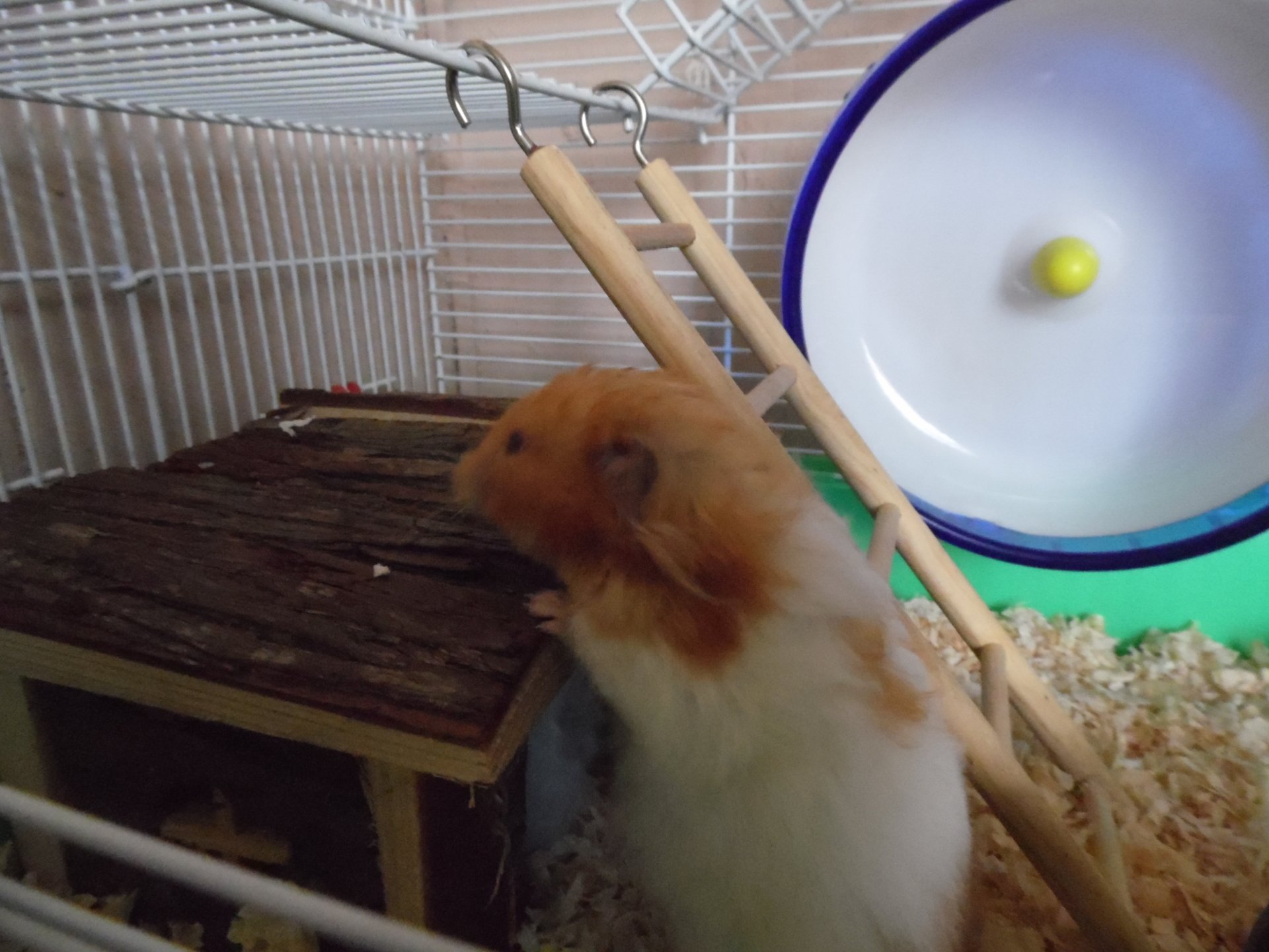 Animal hamster Image