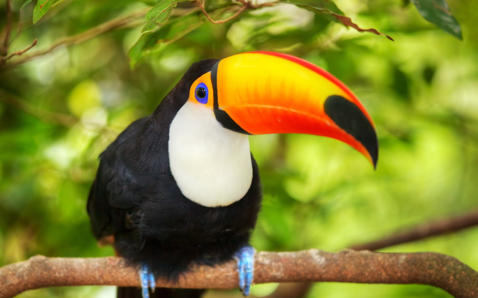Download Animal Toucan Image