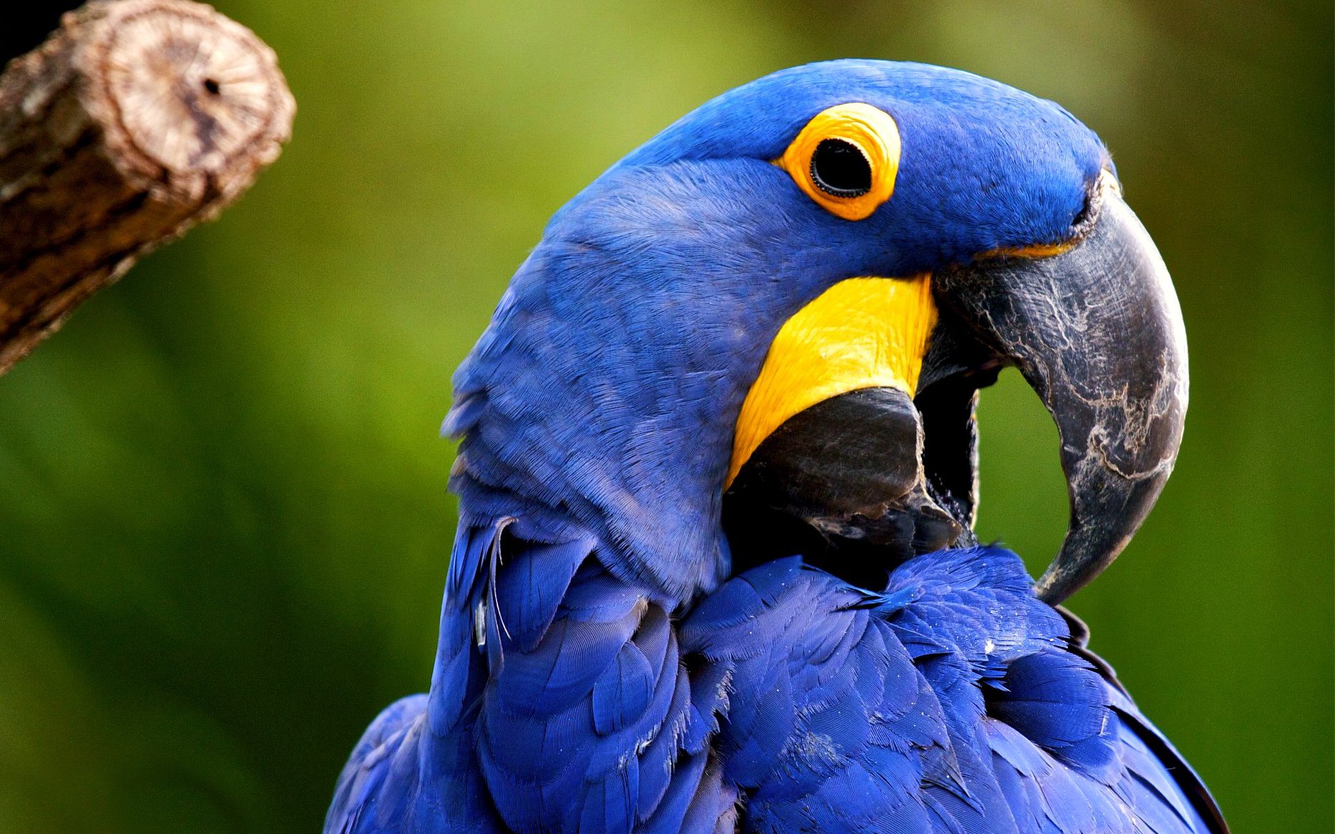 Animal hyacinth macaw Image