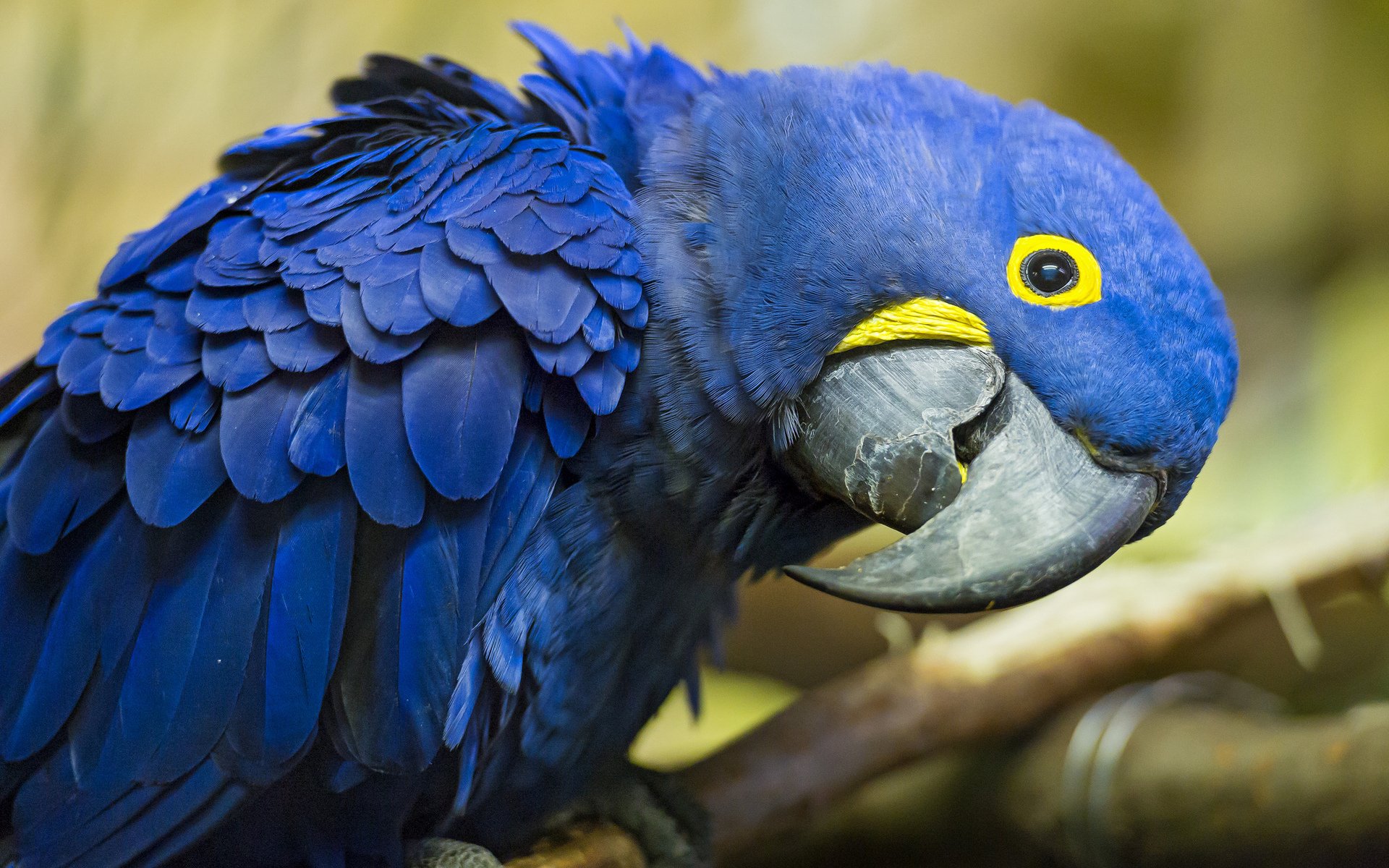 Download Animal Hyacinth Macaw Image