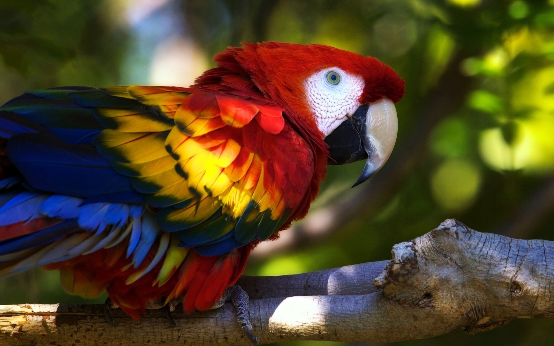 Download Animal Scarlet Macaw Image