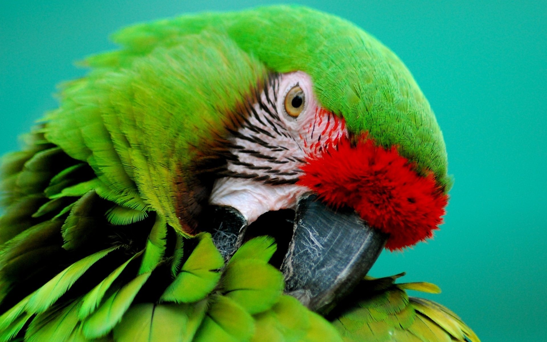 bird parrot Animal military macaw Image