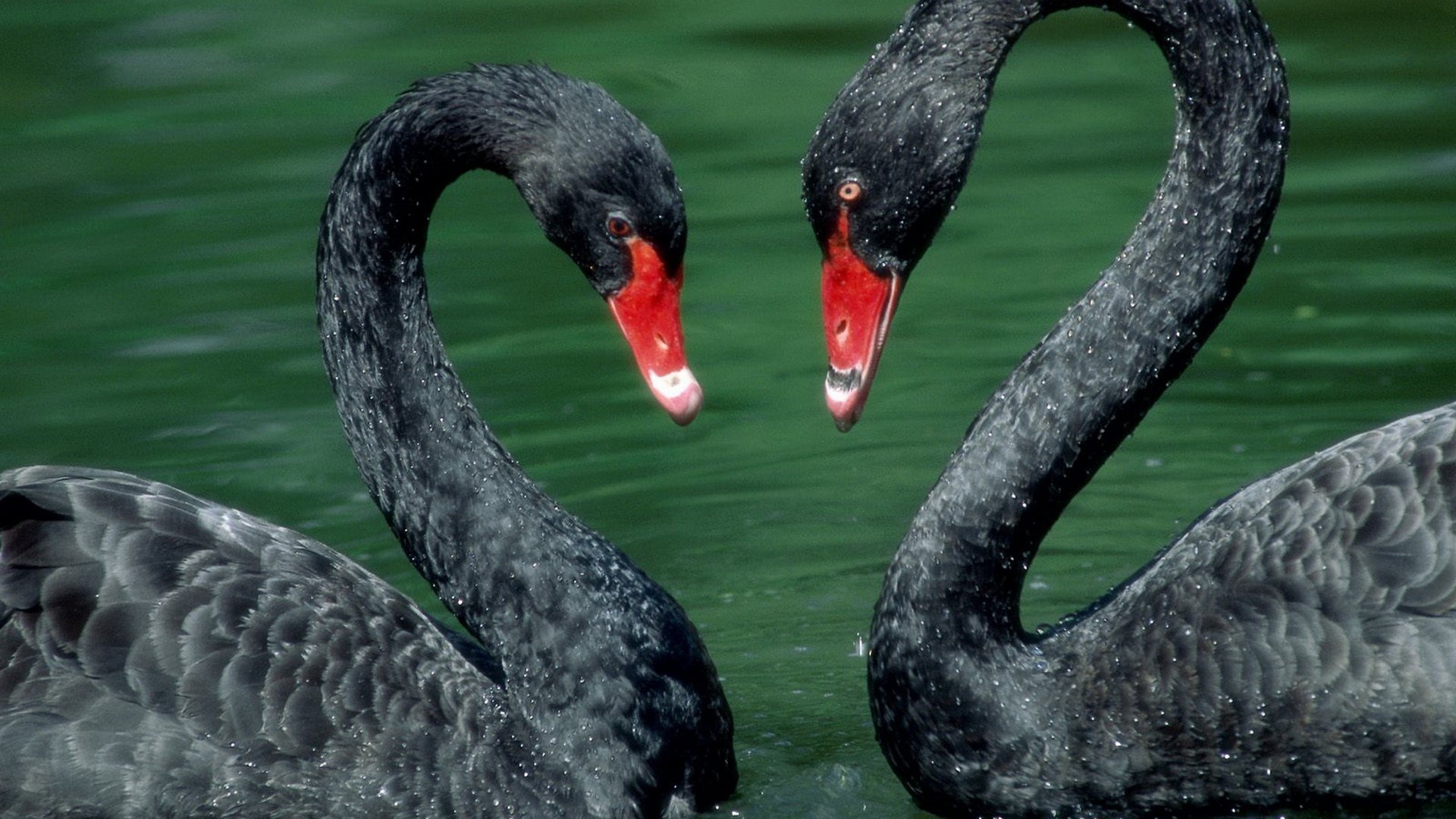 Animal black swan Image