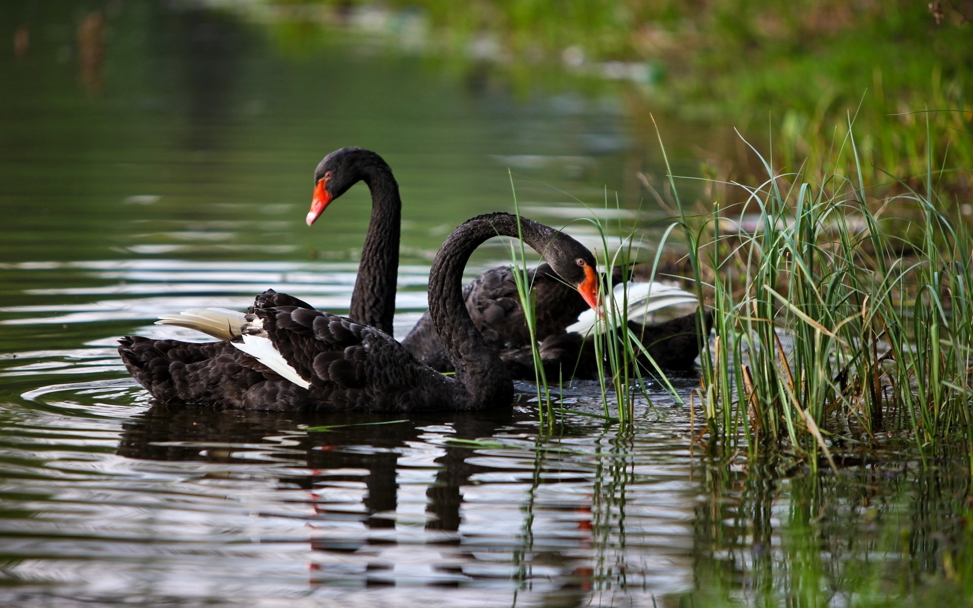 Animal black swan Image