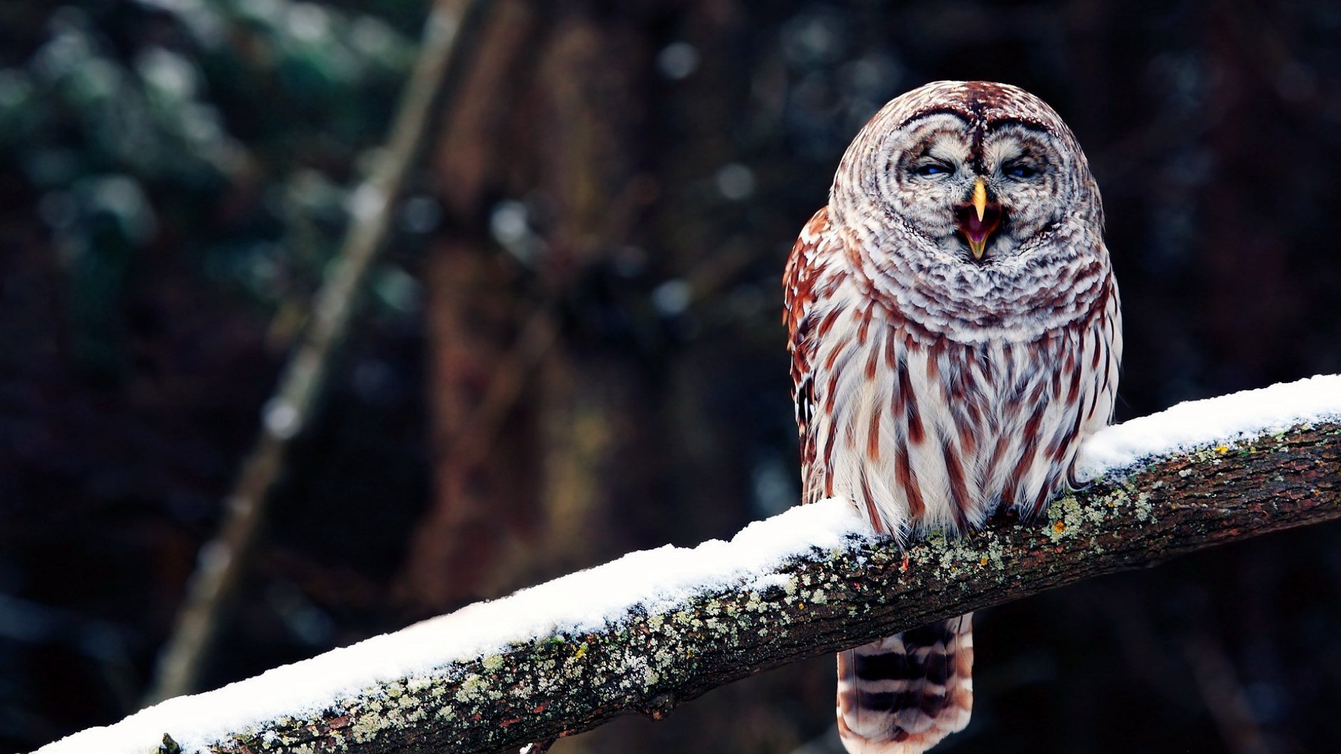 Download Owl Animal Barred Owl Image