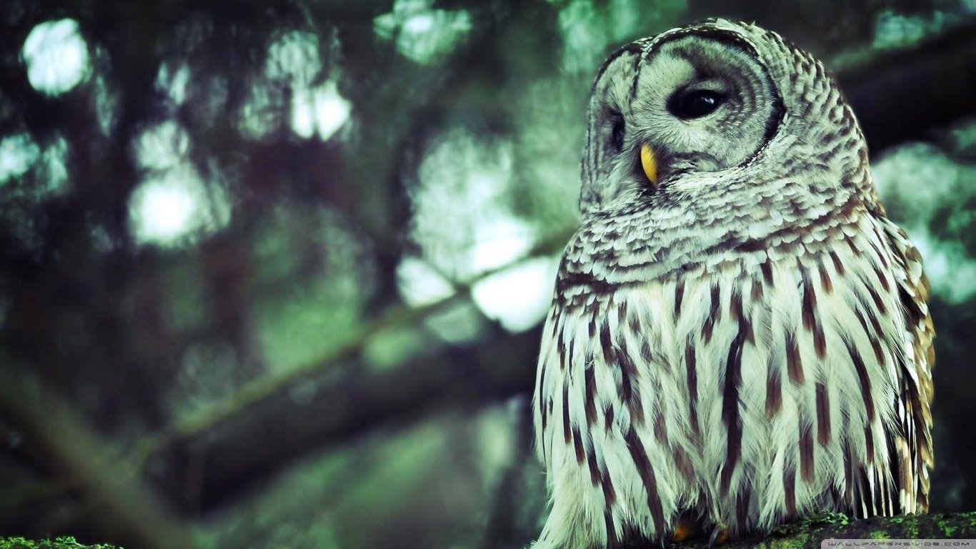 bird Animal barred owl Image