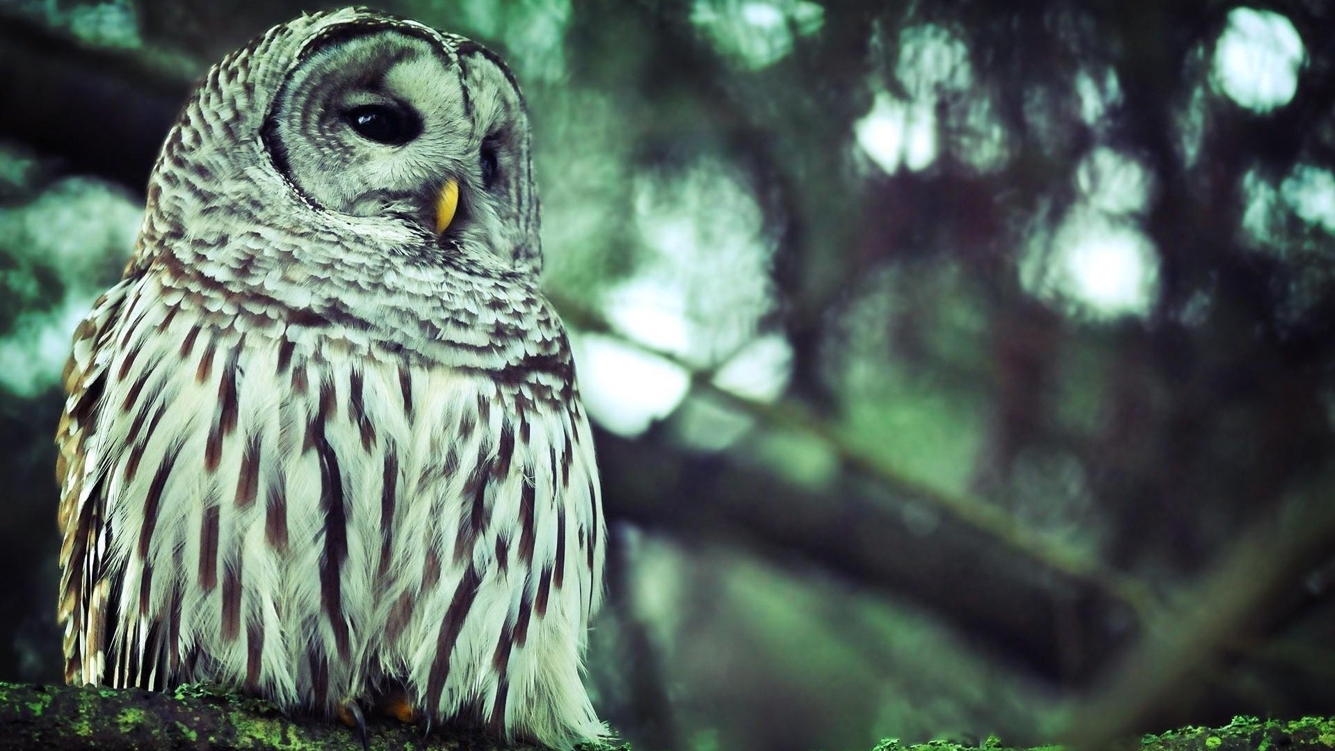 Download Animal Barred Owl Image