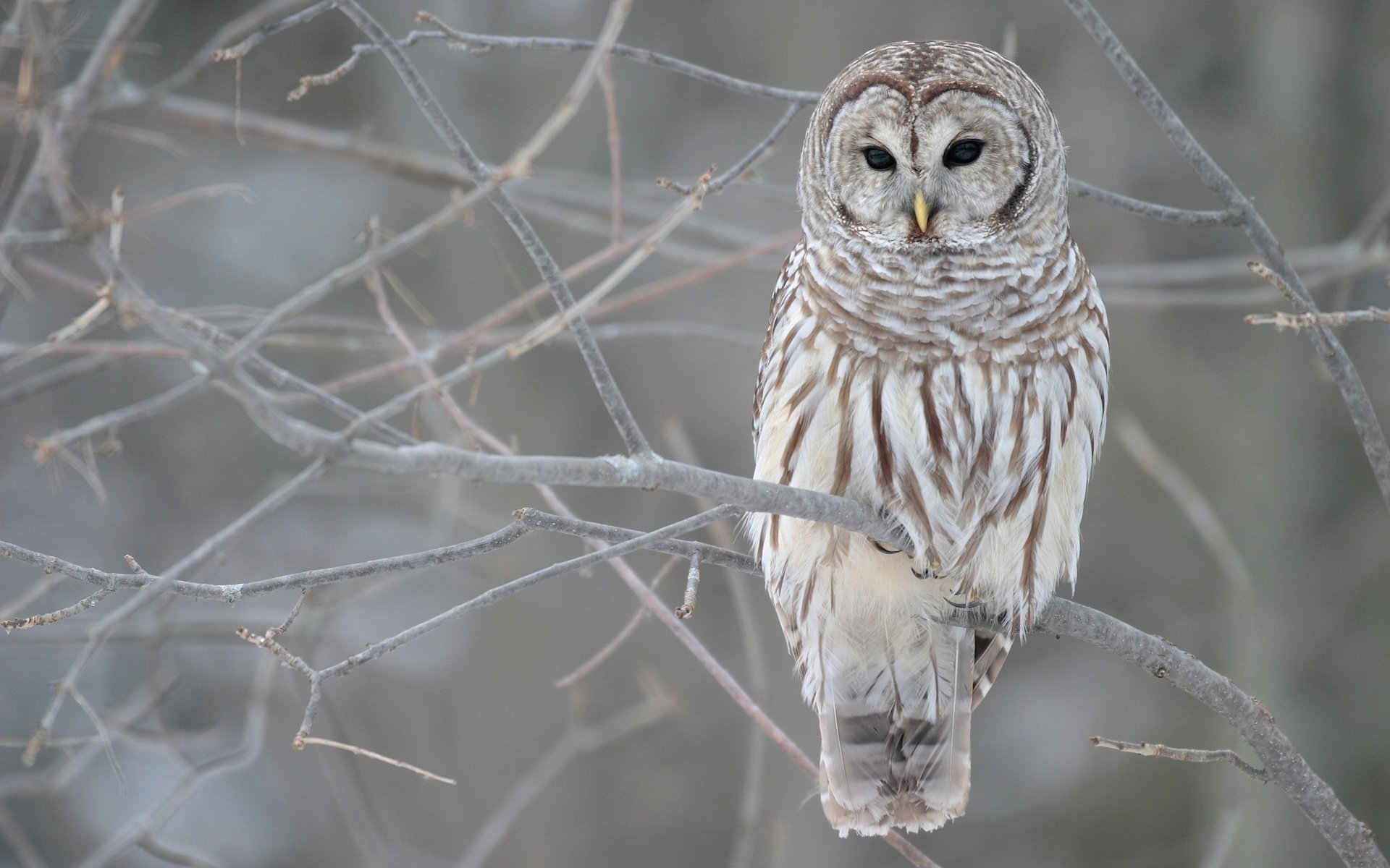 Download Animal Barred Owl Image