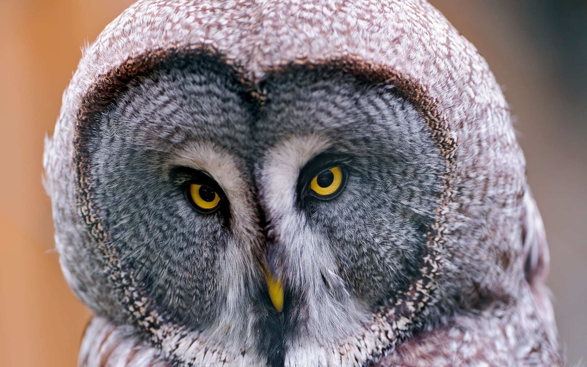 Animal Great grey owl Image