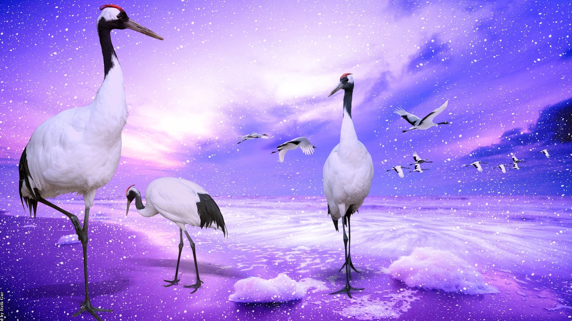 purple stork Animal Red-crowned Crane Crane (bird) Image
