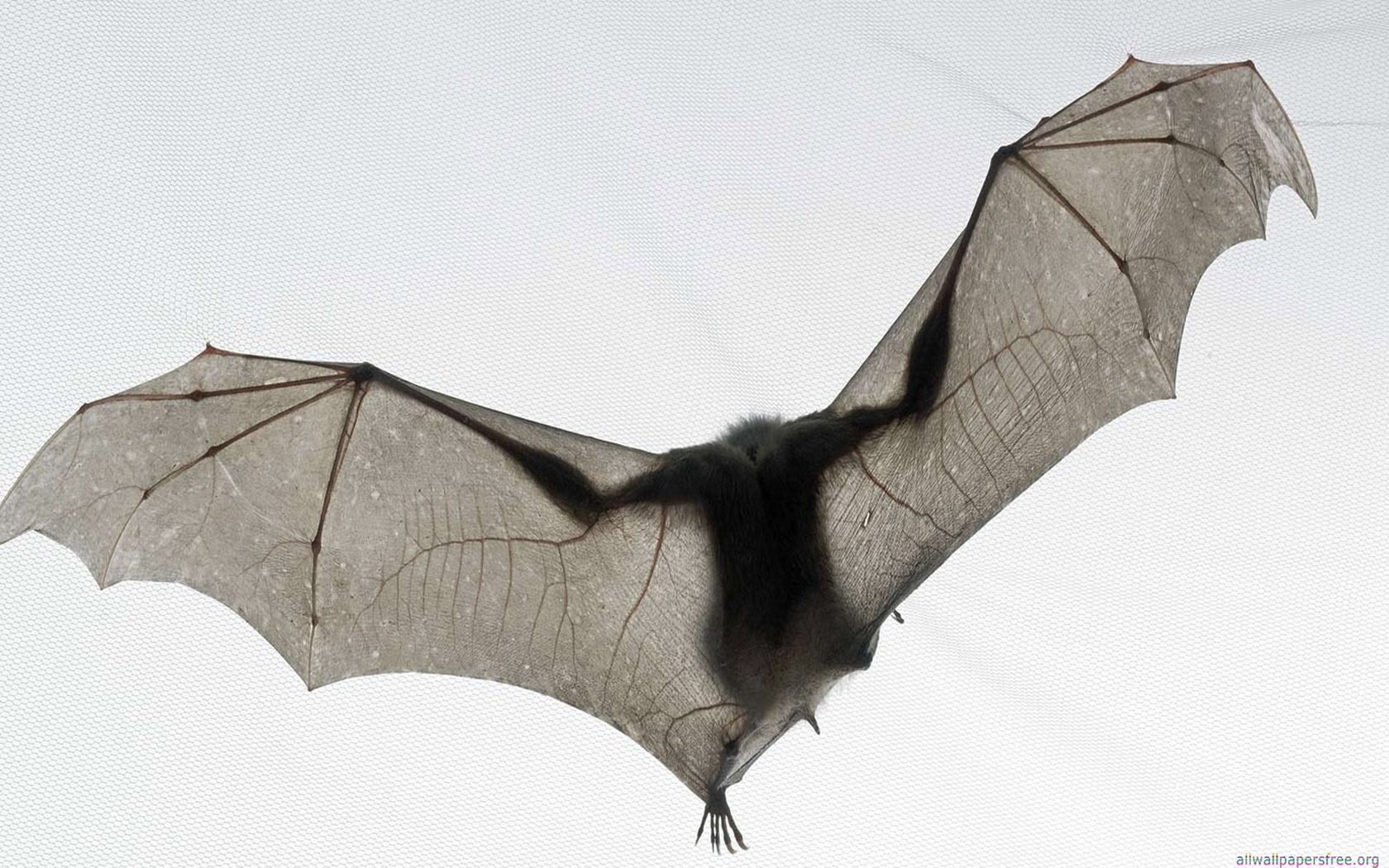 Download Animal Bat Image